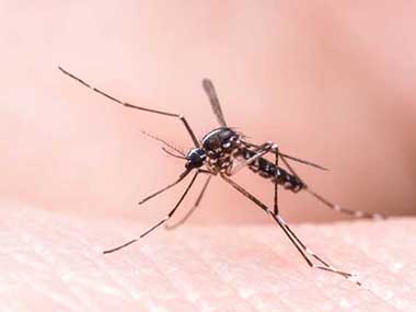 蚊子防治及灭杀