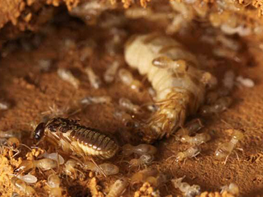 防治白蚁、消灭白蚁后，需要做白蚁预防?
