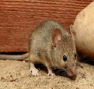 老鼠侵害工厂，怎么做才安全又环保？