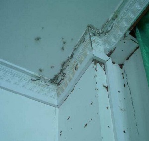 白蚁入侵别墅区的检查防治方案