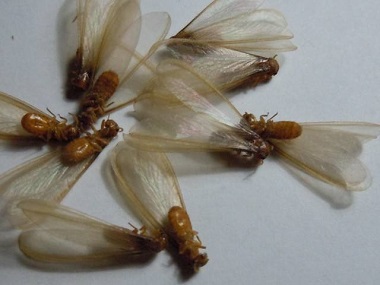 黄岐白蚁预防中心飞蚁是什么，怎么消灭飞蚁