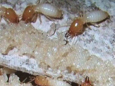 官窑白蚁灭治所冬天白蚁很少，这是为什么呢?