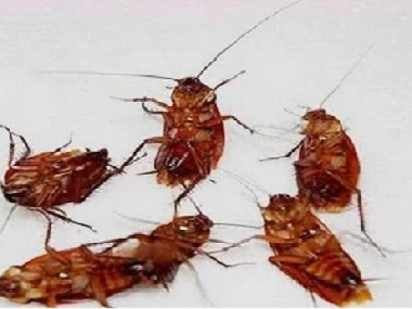 平洲杀虫灭鼠公司办公室为什么会有蟑螂