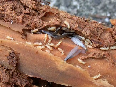 黄岐白蚁防治所白蚁能吃钢筋水泥吗？白蚁除了吃木头还吃