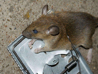 里水除四害灭鼠公司粘鼠板和老鼠夹应该布置在什么位置