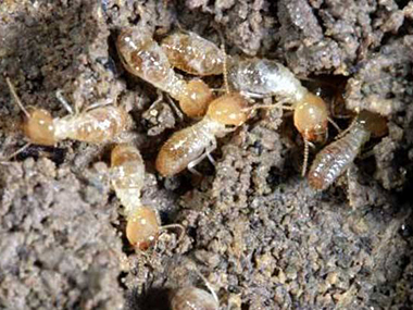 南海白蚁防治的知识，白蚁是怎么来的