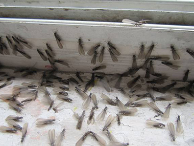 里水白蚁防治杀死分飞期白蚁的方法