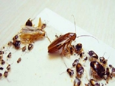 大沥杀虫灭四害，蟑螂是从哪里来的