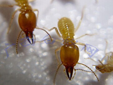 南海白蚁防治公司防治白蚁主要有哪些方法