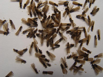 小塘白蚁防治公司辨别白蚁和蚂蚁（繁衍蚁）小技巧