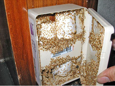 小塘白蚁预防站如何除白蚁，防治白蚁后要怎样预防