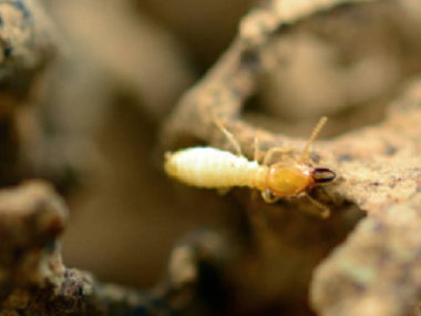佛山专业杀白蚁公司买了白蚁药为什么却不能杀死白蚁