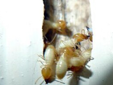 南海房屋白蚁备案公司预防白蚁和管理白蚁的方法