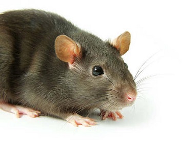 和顺病媒生物控制中心：家里有老鼠怎么办