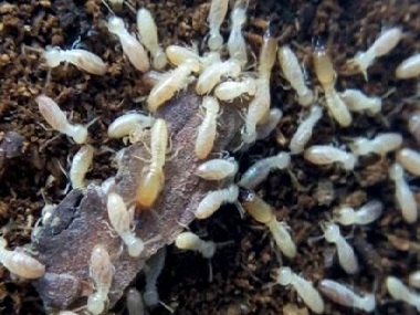 和顺新建预防白蚁所如何发现家中已被白蚁侵袭