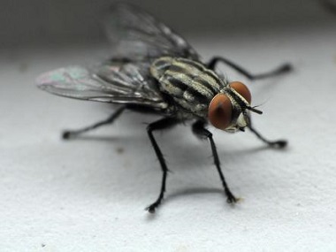 盐步害虫防控公司分享4个灭蚊蝇驱蚊蝇的小妙招