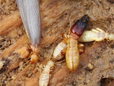 丹灶专业白蚁验收中心寻找白蚂蚁巢穴的方法