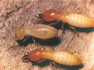 丹灶白蚁预防机构常见且有效的白蚁灭治方法