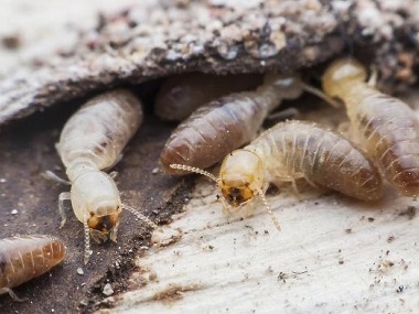 桂城白蚁备案中心家庭室内有效防治白蚁的方法