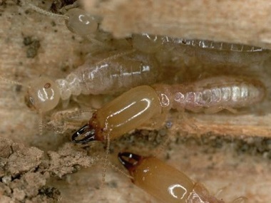 里水白蚁防治中心做好白蚁预防减少白蚁危害