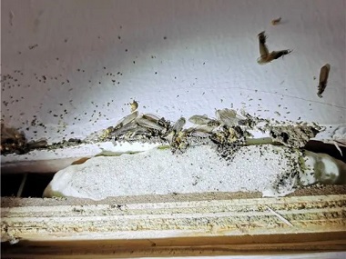 官窑白蚁备案：应该如何防治分飞期的白蚁危害