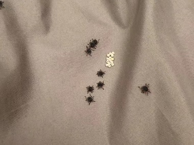 大沥除四害机构臭虫的危害防治措施