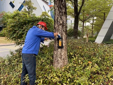 桂城验收白蚁站白蚁对香樟的危害及防治