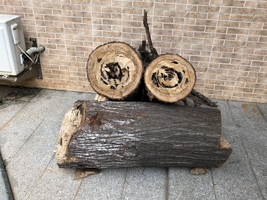 罗村灭除白蚁所防治杉木白蚁的7个小妙招